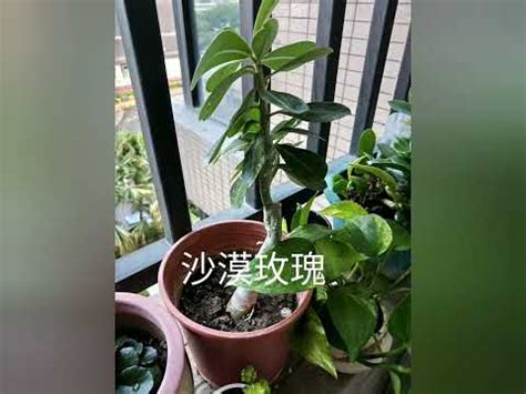 陽台風水|前陽台招財植物大全！15 種適合陽台的植物助你財源。